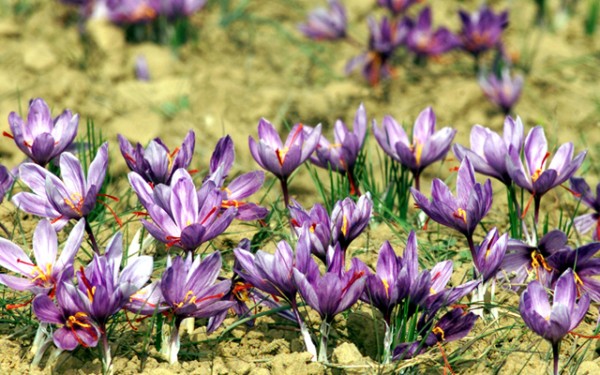 FOR USE WITH FEATURE STORY KASHMIR SAFFRON.
