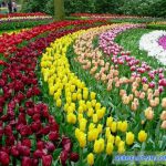 Lễ hội hoa tulip Hà Lan tuyệt đẹp